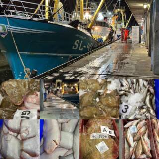 Iedere dag halen we de meest verse vis gewoon uit onze “achtertuin” en ook vandaag hebben we weer een scala aan vis ingekocht bel snel 070-3547500 om uw bestelling te plaatsen #denheijermaaktjeblijer #vrijdagvisdag #versevis #scheveningen #groothandel #wgdenheijer #vissershavenweg #vis #vers